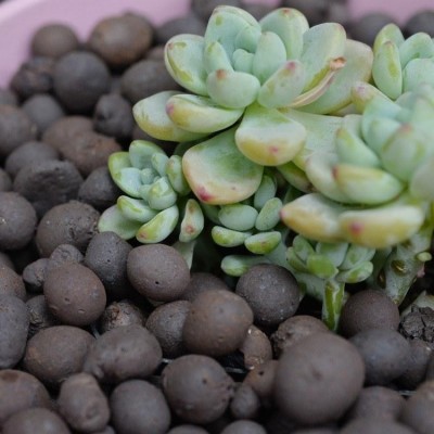 陶粒 建筑卫生间回填陶粒颗粒回转窑填料轻质防水透气混凝土陶粒图4