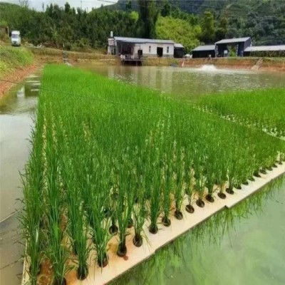 EVA水培泡沫板厂家批发水稻白色漂浮板 蔬菜种植海绵穿孔材料泡棉图2