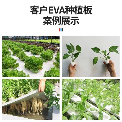 生产eva片材泡棉板无土种植栽培定植板水稻蔬菜水培定植发泡浮板图4